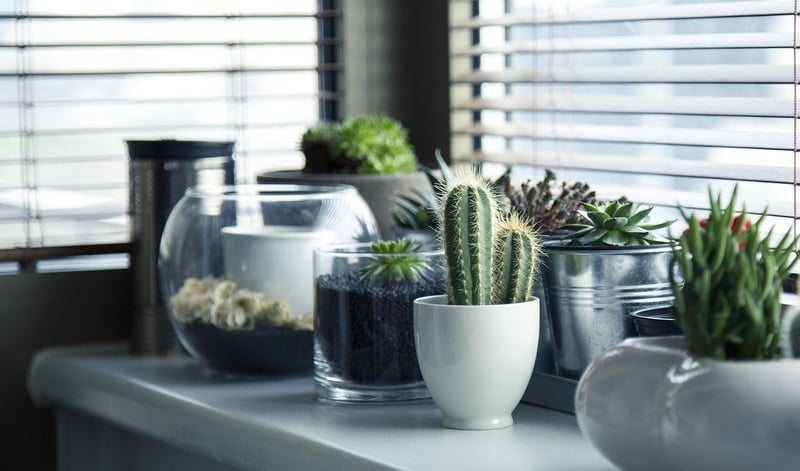 Green Living Suggestions